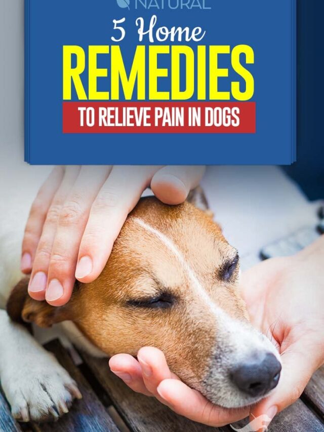 Methods for Relieving Pain in Dogs